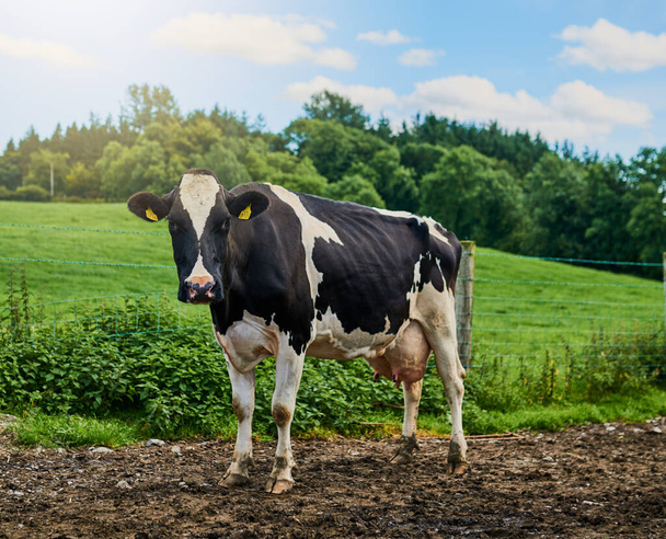 Mooooo. Tiro de comprimento total de uma vaca em pé em uma fazenda de leite. - Foto, Imagem
