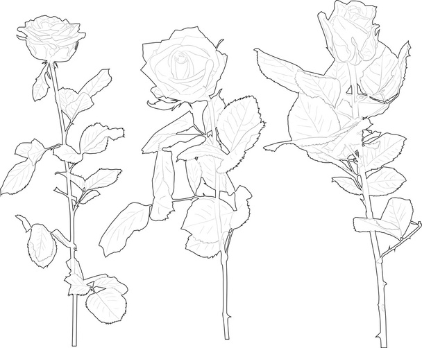 Rose flowers - Vector, imagen