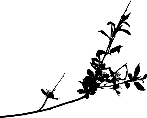 Sakura  silhouette - Vector, Image