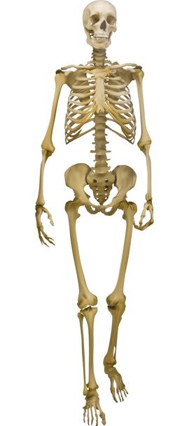 Human skeleton - Vector, Image