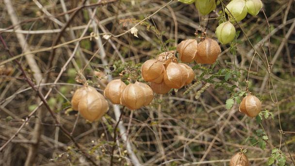 Cardiospermum halicacabum también conocido como globo, guisante del corazón, cereza de invierno, etc. - Foto, Imagen