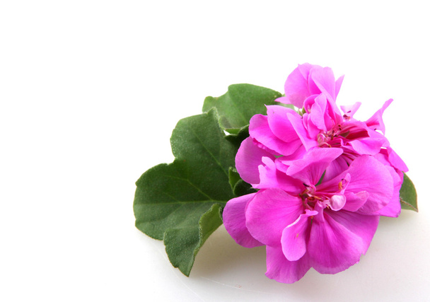 Pelargonienblüten - Foto, Bild