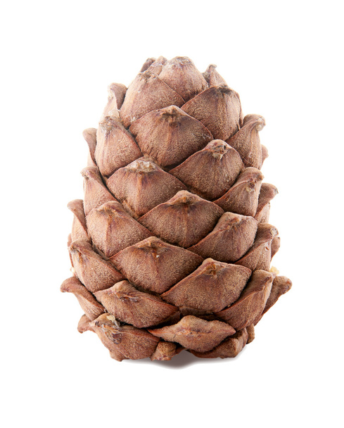 Pine cone pine nut. isolated, - Photo, Image