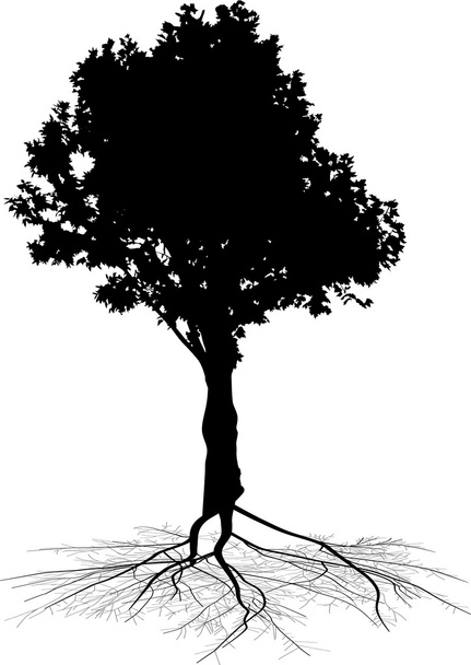 tree with black root - Vector, Image