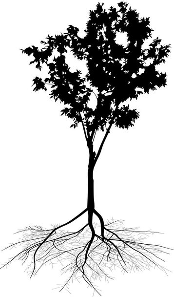 piccolo albero con radice
 - Vettoriali, immagini