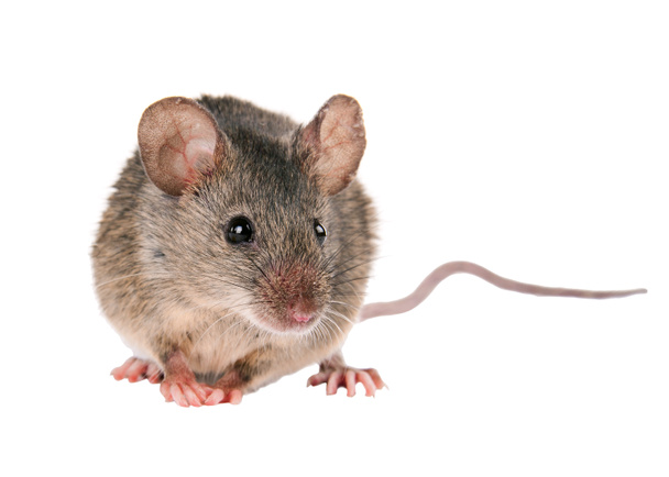 Польова миша. ізольовано. смугаста польова миша
 - Фото, зображення