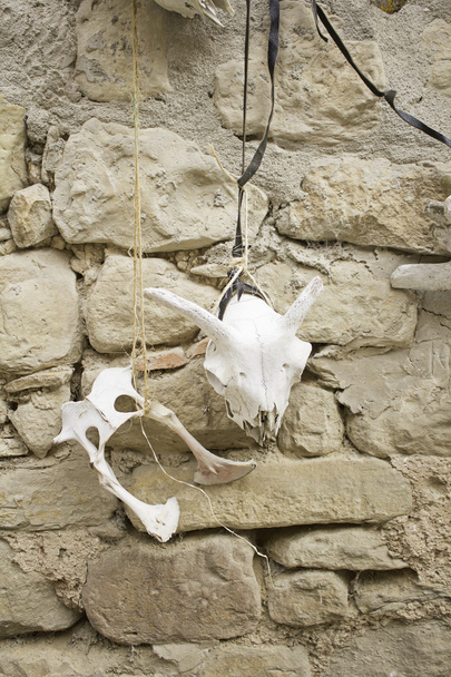 Goat bones - Photo, Image
