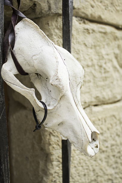 Старий Коза кісток
 - Фото, зображення