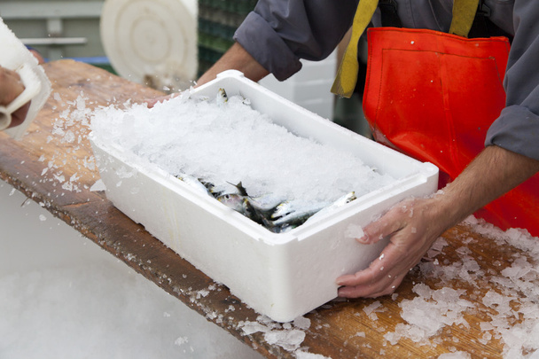 Los pescadores preparan sardinas para el transporte
 - Foto, Imagen