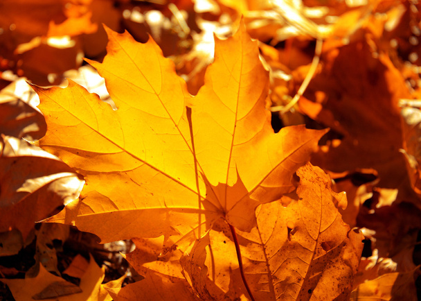 Yellow maple leaves - Fotografie, Obrázek