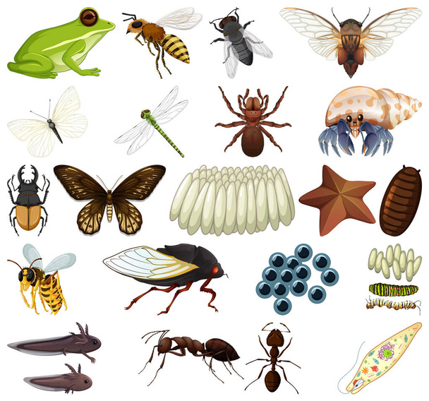 Différents types d'insectes et d'animaux sur fond blanc illustration - Vecteur, image