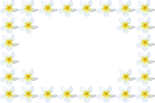 Frangipani bloemen op witte achtergrond. Voor posters, wenskaarten, trouwkaarten en evenementen. - Foto, afbeelding