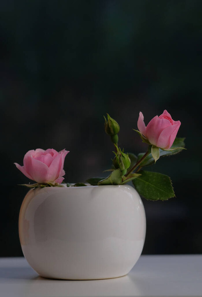 Rose is a garden flower. Flower on a black background. - Foto, Bild