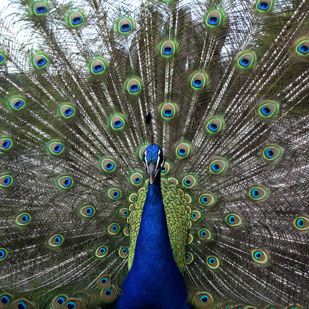 Κοντινό πλάνο του παγωνιού που δείχνει τα όμορφα φτερά του - Φωτογραφία, εικόνα