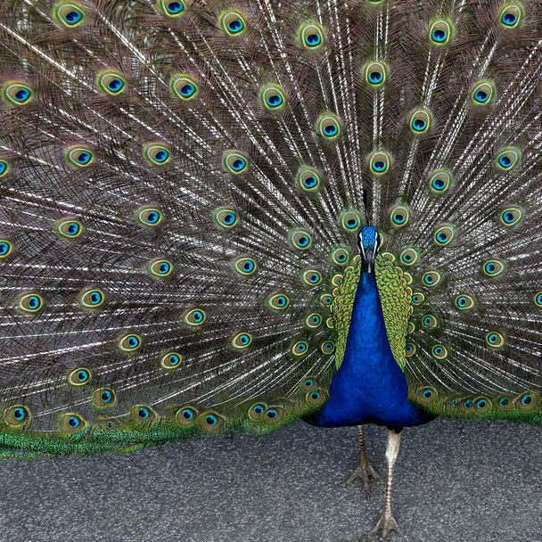 peacock - Photo, Image
