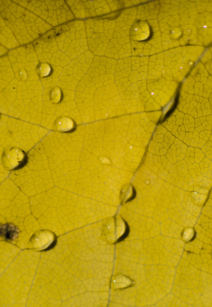Autumnal dead leaf  - Photo, Image