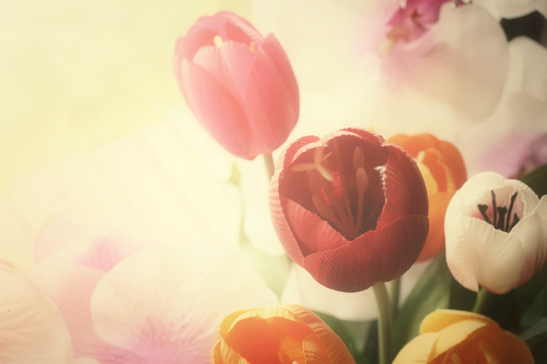 λουλούδια τουλίπα - Φωτογραφία, εικόνα