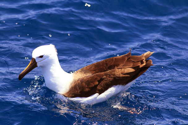 Indian żółty węszył Albatross (Thalassarche carteri) w Nowej Południowej Walii w Australii - Zdjęcie, obraz