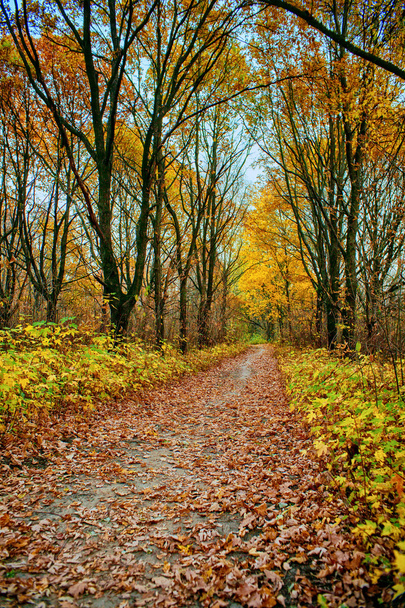 Autumn background - Fotografie, Obrázek