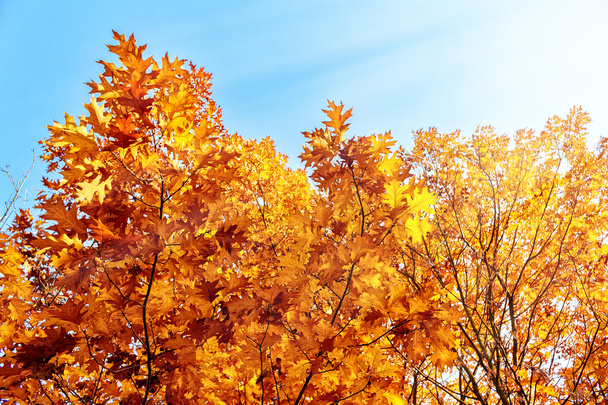 Autumn background - Valokuva, kuva