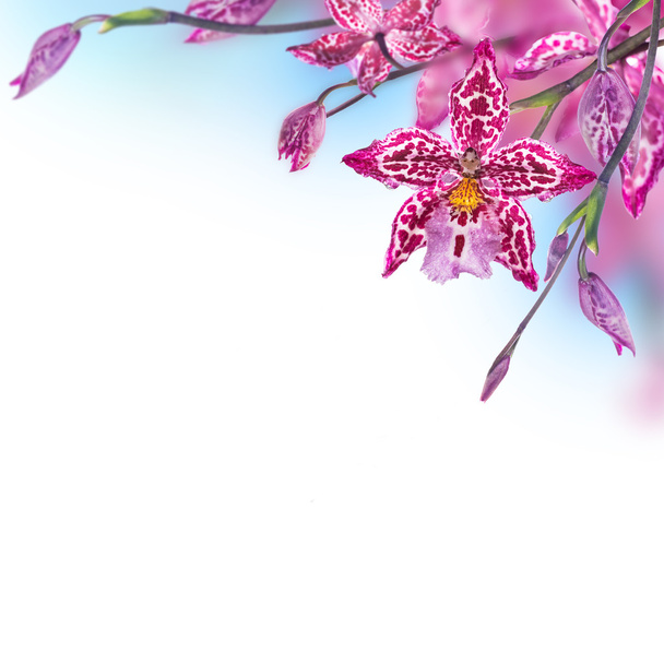 Background of pink  tropical orchids - Foto, immagini