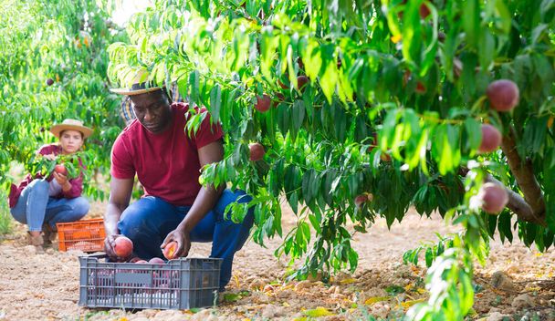 Three plantation workers picking peaches - Φωτογραφία, εικόνα