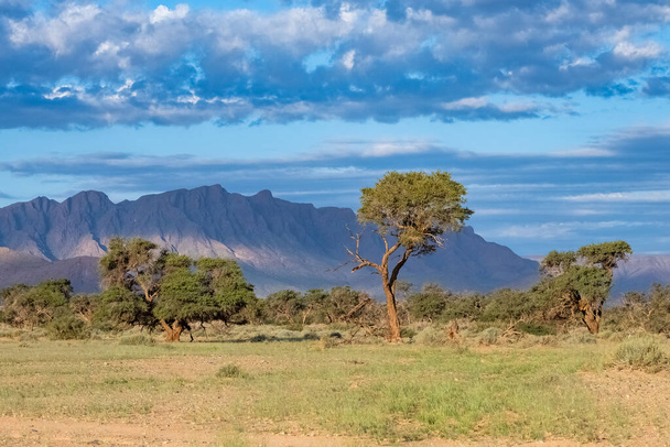 Namibië, panorama van de savanne, wild landschap met bergen op de achtergrond - Foto, afbeelding