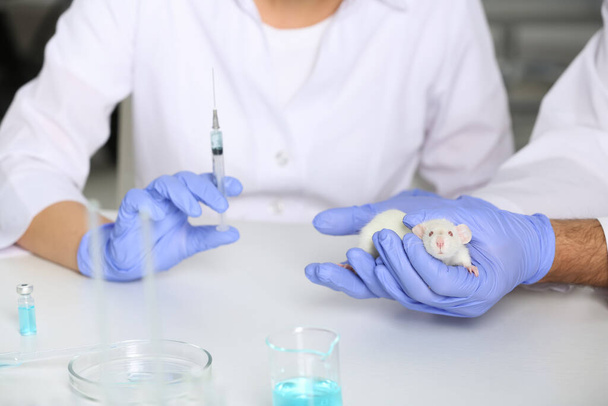 Científicos trabajando con ratas en laboratorio químico, primer plano. Ensayos con animales - Foto, imagen