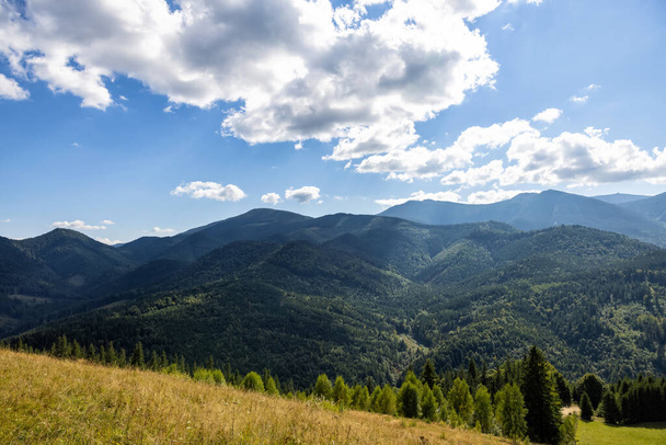 Beautiful mountain landscape with meadow and forest on sunny day - Фото, зображення