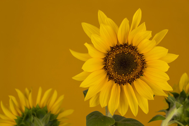 Žluté slunečnice na oranžovém pozadí - Fotografie, Obrázek
