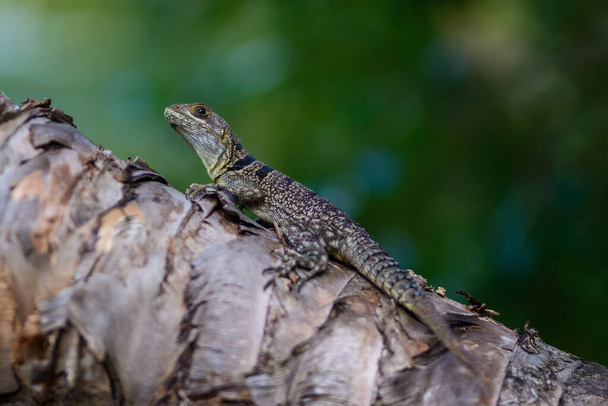 lizard on a tree - Фото, изображение