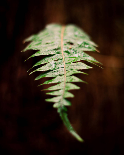 green leaf on a dark background - Foto, afbeelding