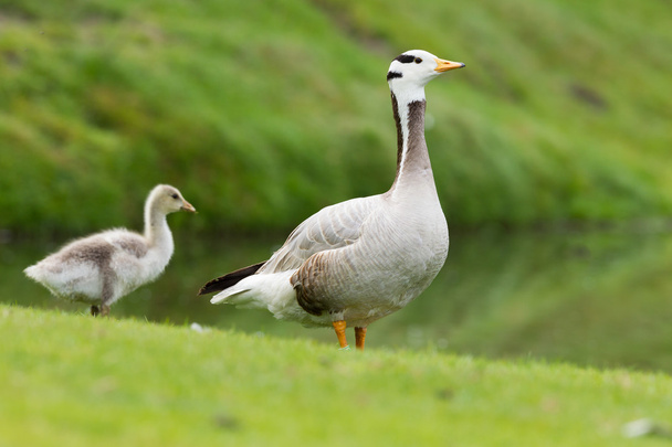 Bar-headed goose with young Chick  - Photo, Image