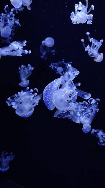 méduses sous-marines dans la lumière bleue dans l'obscurité - Photo, image