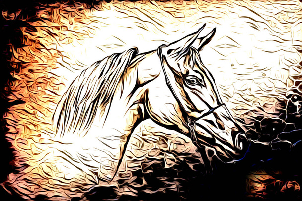 freehand hevonen pää lyijykynä piirustus kuvittaja grunge
 - Valokuva, kuva