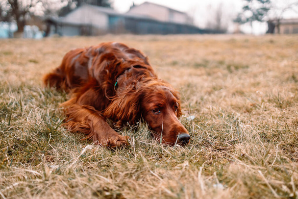 Irish red setter dog relaxing and sleeping on green grass background outdoors. - Фото, изображение