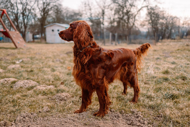 Buon cane setter irlandese che gioca all'aperto in primavera. Foto di alta qualità - Foto, immagini