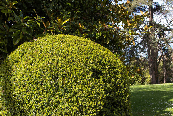 Boîte commune, boîte européenne ou buis arbuste élagué persistant dans le jardin ensoleillé. Buxus sempervirens topiaire.  - Photo, image