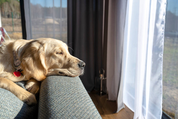 A young male golden retriever lies on the couch backrest in the rays sun in living room of the home. - Zdjęcie, obraz