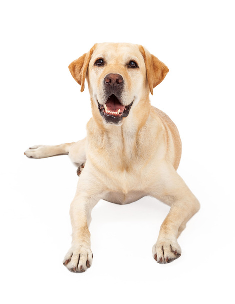 Gelukkige gele Labrador Retriever hond tot vaststelling van - Foto, afbeelding