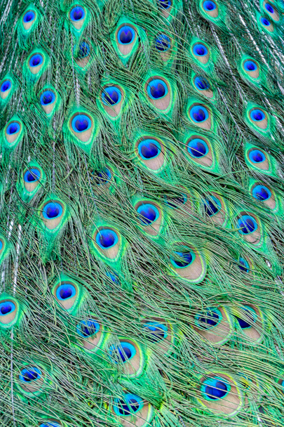 Textura de cola de pavo real, Peafowl indio (Pavo cristatus) plumas de colores brillantes con macetas para los ojos, vista de cerca. - Foto, imagen