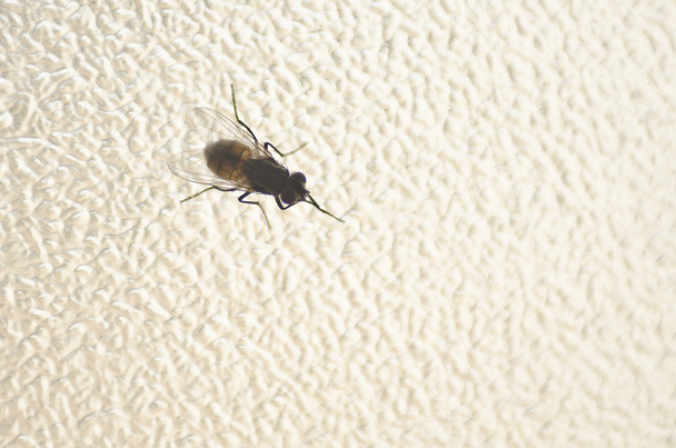La mosca
 - Foto, Imagen