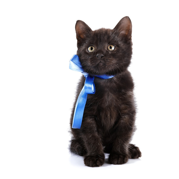 Black kitten with a blue bow. - Photo, Image
