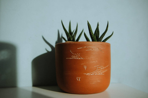 Haworthia Fasciata succulent zebra cactus in brown clay pot against blue wall in modern interior. Home plants indoors. Little small plant in the shadow. Popular houseplant growing. Home gardening. - Foto, imagen