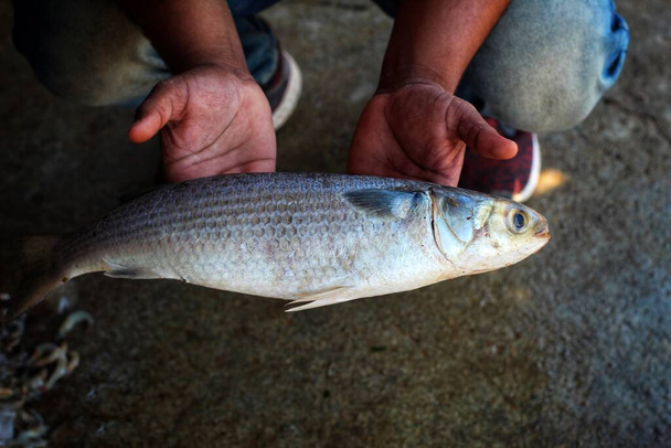 Big mugil mullet fish in hand in nice blur background - Photo, Image