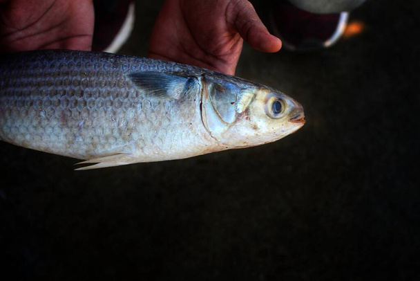 Big mugil mullet peixe na mão em bom fundo borrão - Foto, Imagem