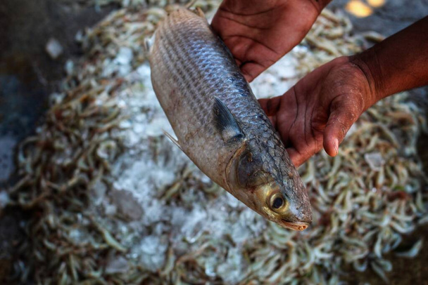 Big mugil mullet fish in hand in nice blur background - Photo, Image