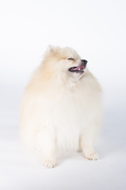 Pommeren Toon kampioen hond, op witte achtergrond - Foto, afbeelding