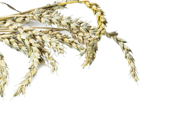 白い背景に孤立した小麦の耳の近くのビュー。農業の概念.  - 写真・画像