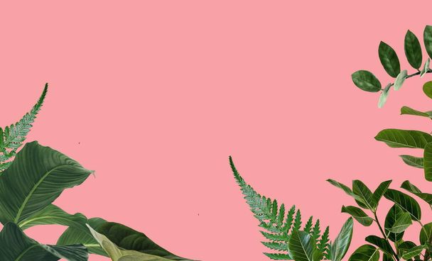  flowers and green leaves on pink background template copy space summer tropical  holiday  banner  - Fotó, kép